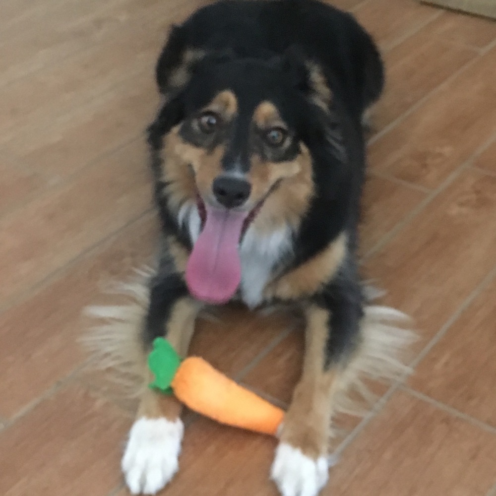 Meet your Posher, Sanya